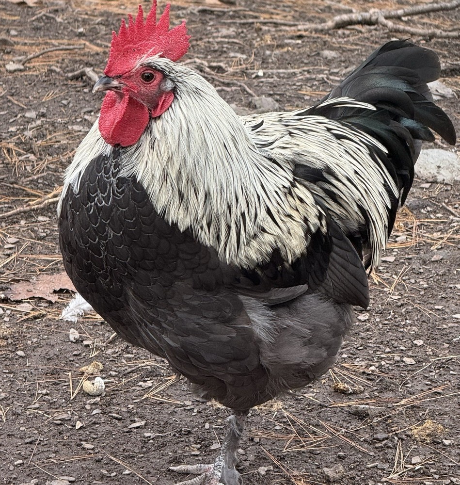 6 Black Copper Maran/ Maran Backcross Hatching Eggs Npip/AI