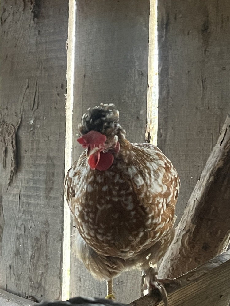 Swedish Flower Hatching Eggs NPIP 6+