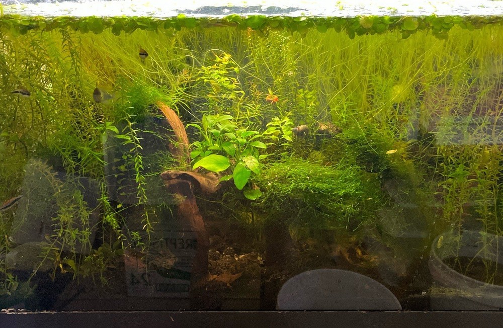 Aquatic Plant Bundle