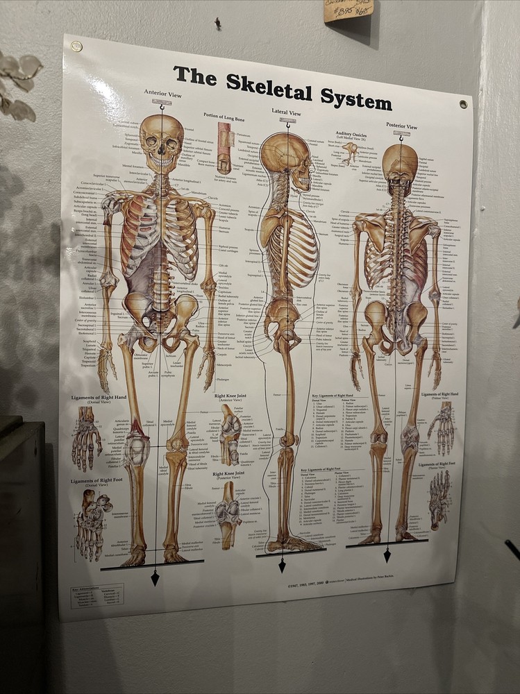 Skeletal System Anatomical Chart Poster  ￼ Laminated Learning 20x26 Skeleton