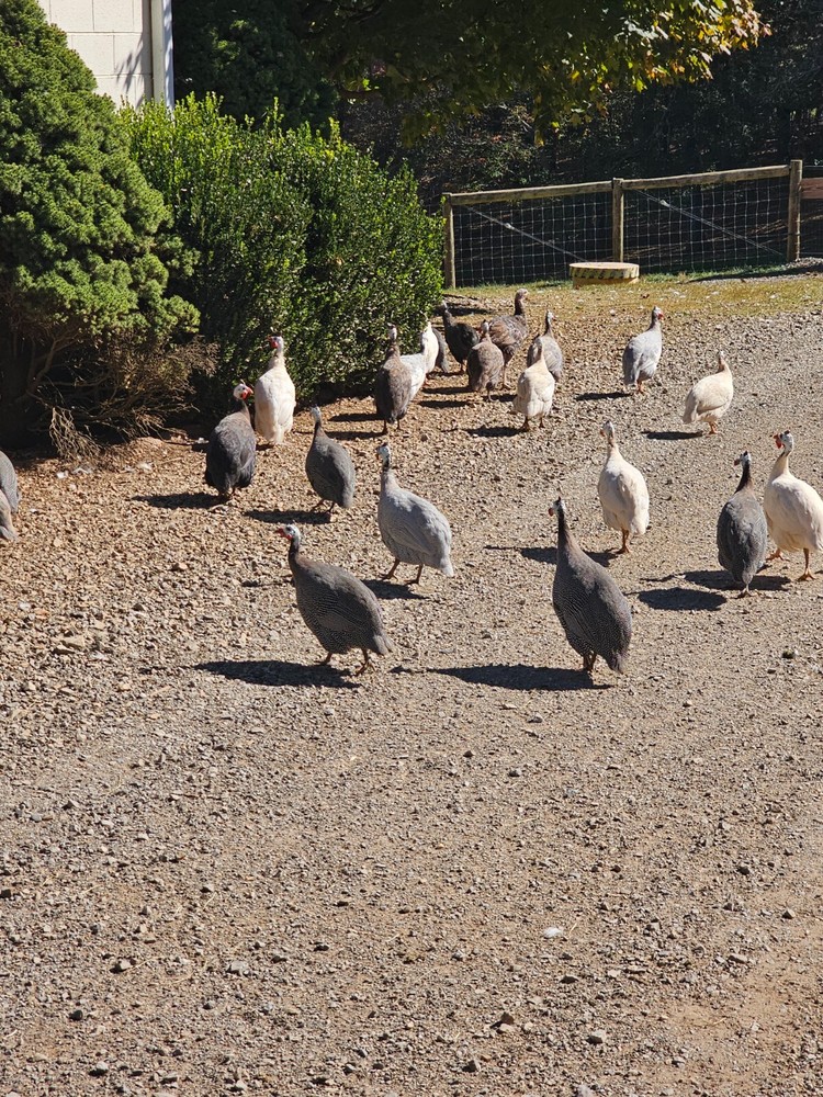 Guinea fowl hatching eggs
