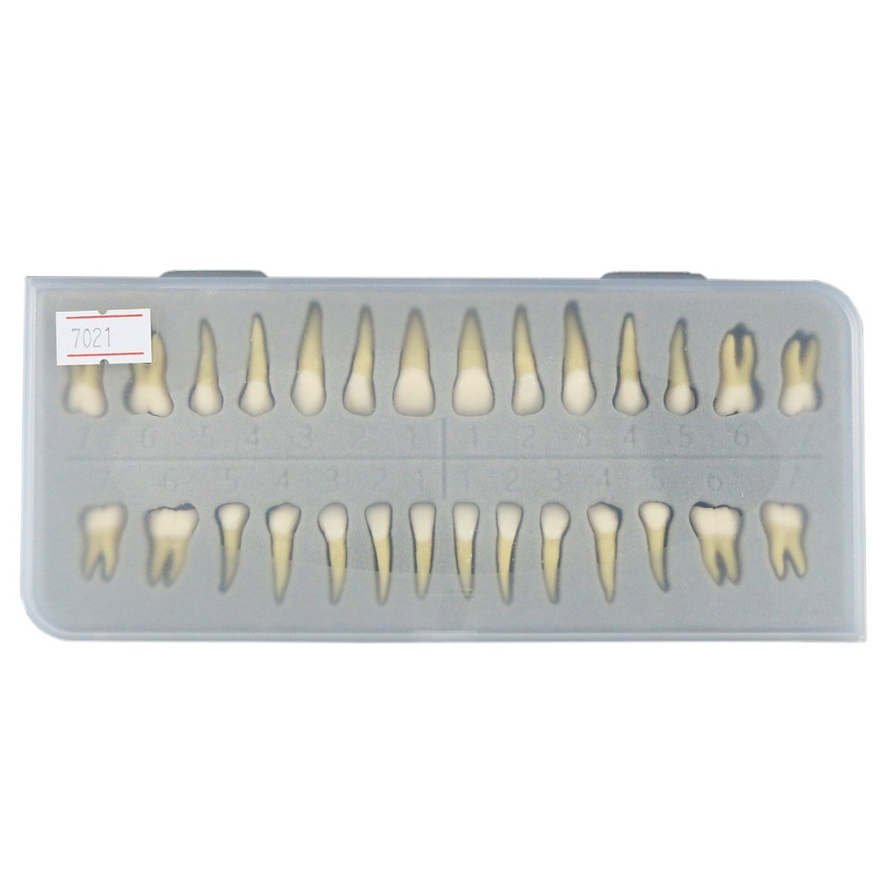 28Pcs Dental 1:1 Permanent Teeth Demonstration Teach Study Typodonts Model M7021