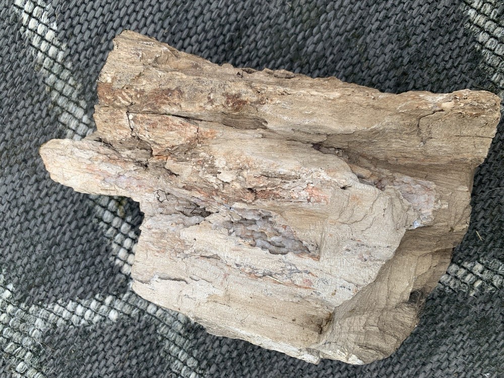 Petrified Wood With Crystallization About 10 Pounds