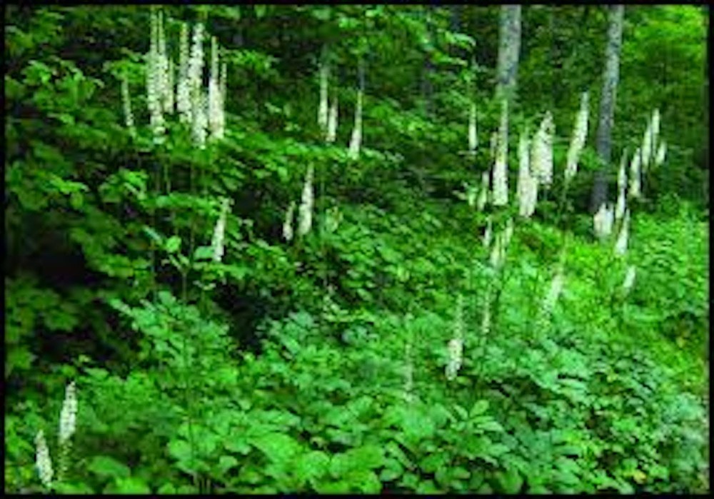 10 Black Cohosh Bare Root Actaea racemosa