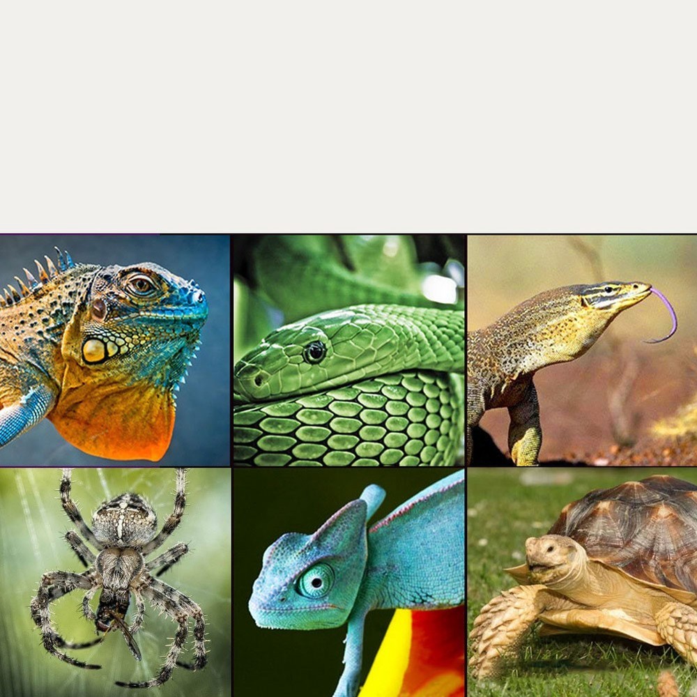 Stable and Accurate UVC Light Measurements with High Precision Technology