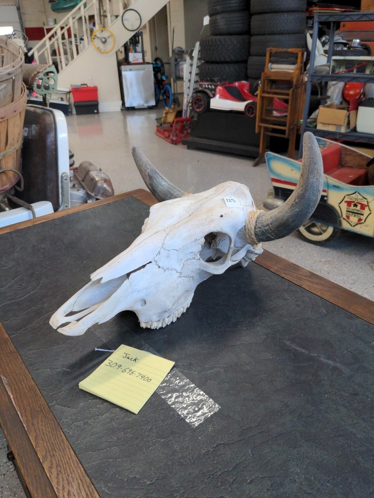LONGHORN STEER SKULL