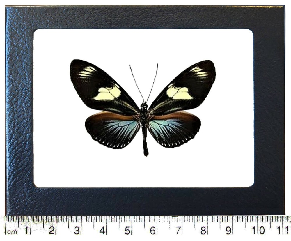 Heliconius doris eratonius blue longwing butterfly Peru framed