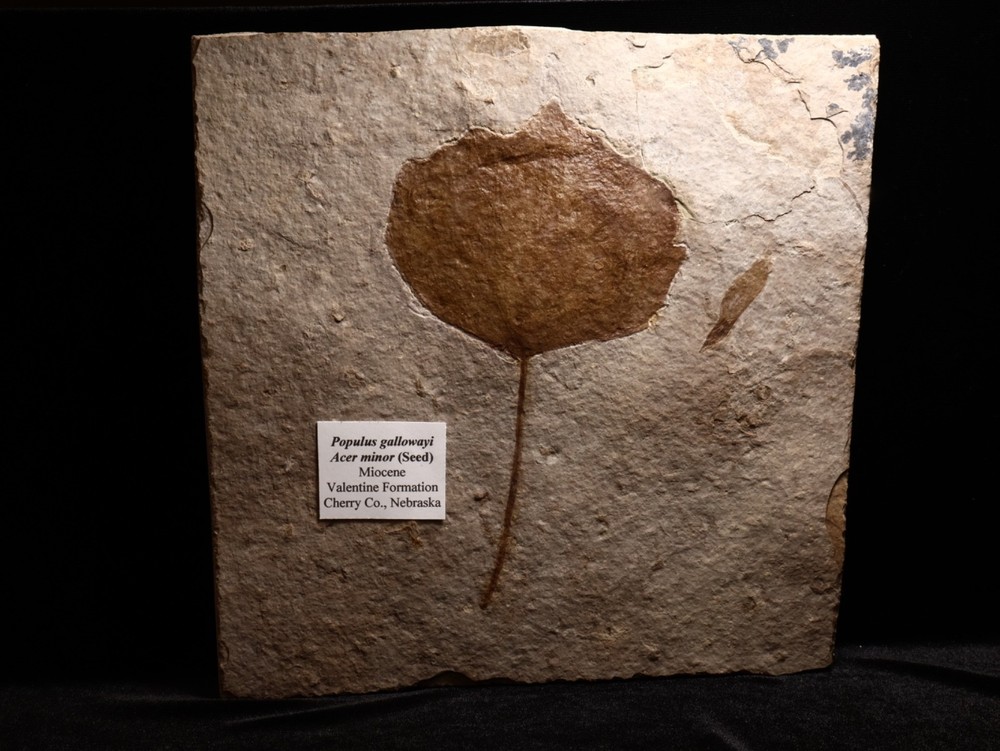 Nice Miocene Leaf Fossil Cherry Co., Nebraska