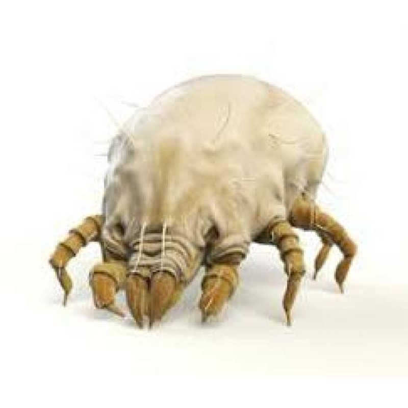 Bed Bug Dust Mite Natural Laundry Treatment 32 Oz.