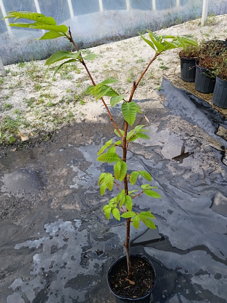 Pecan Tree in 1 Gallon Pot