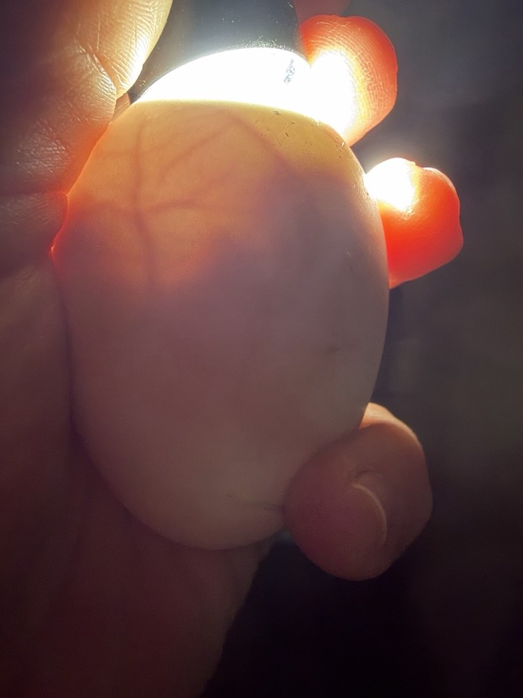 Saxony Duck Hatching Eggs