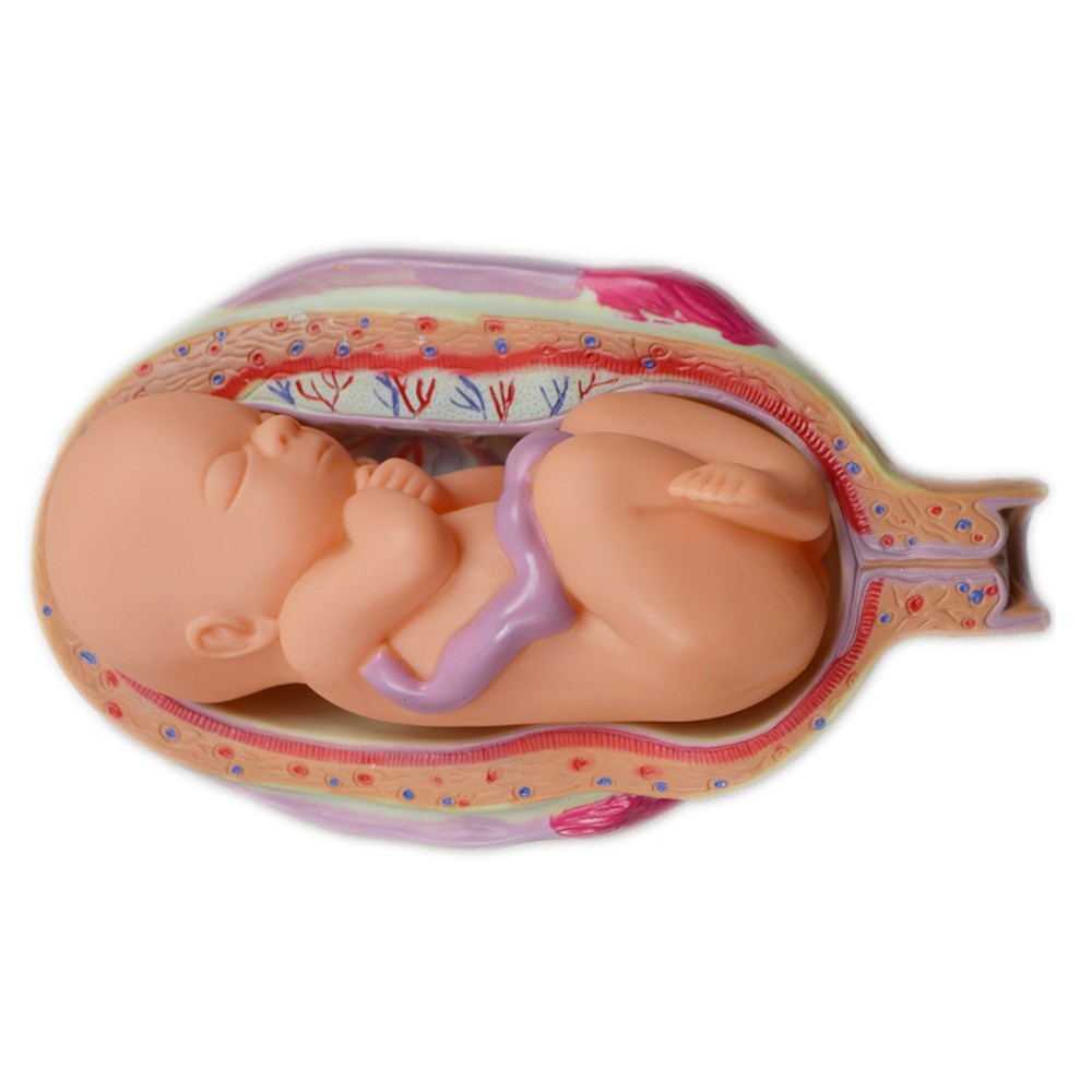 8 Pcs/set PVC Human Anatomical Embryonic Development Process Teaching Model