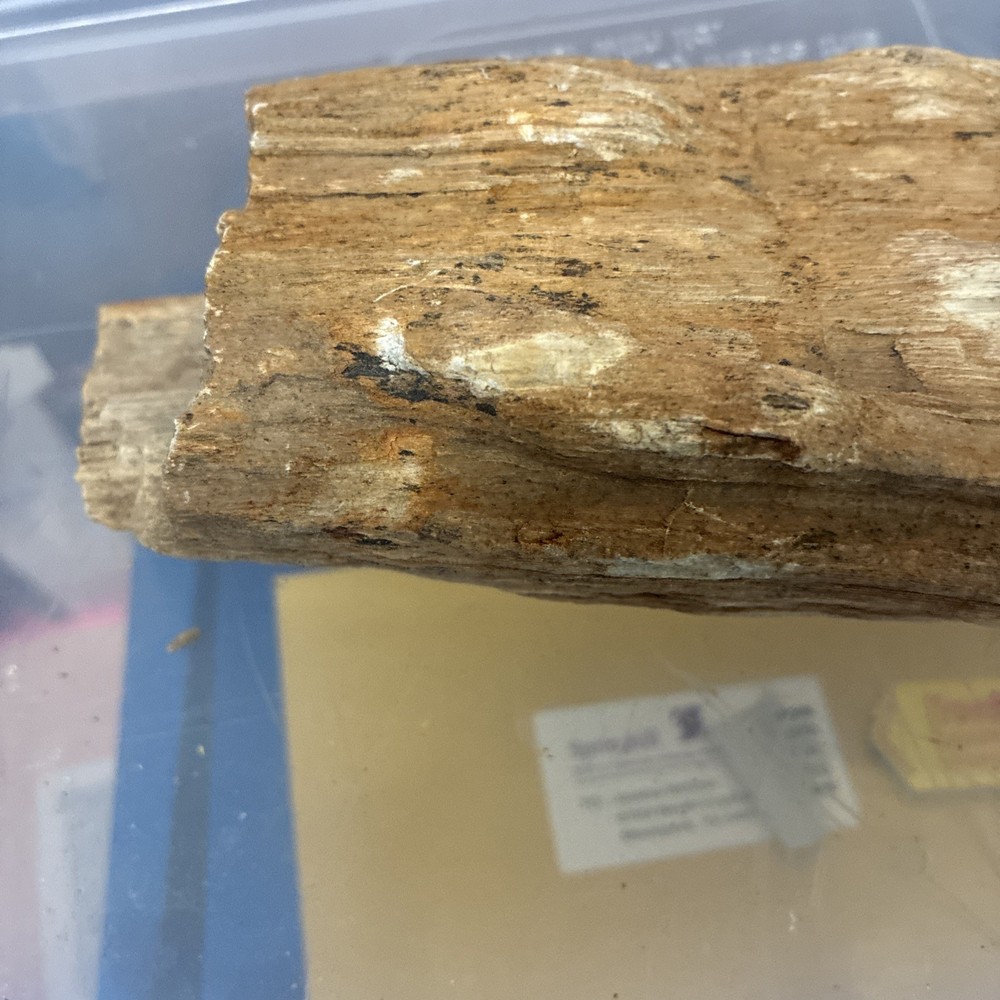 petrified wood rough