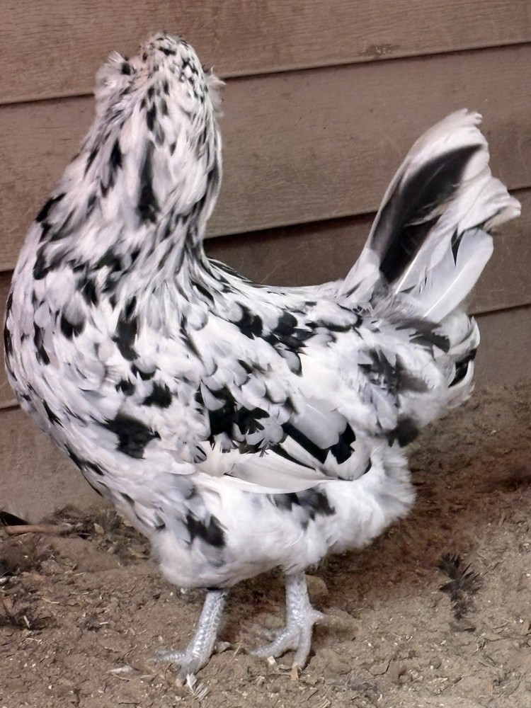 8 Ermine Ameracauna Hatching Eggs