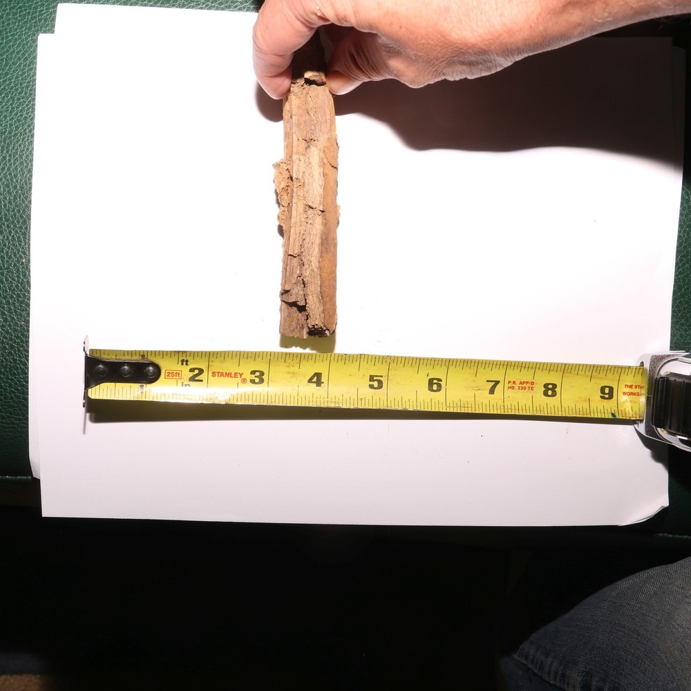 Torosaurus Rib Section - Gorgeous Specimen - Hell Creek Formation Cretaceous