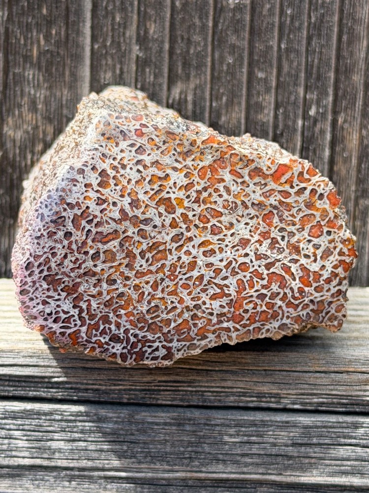 Dinosaur Gem Bone Polished Fossil Display