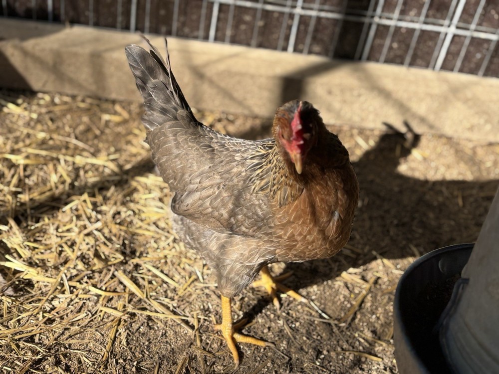 Cream Legbar Hatching Eggs (12 Eggs)