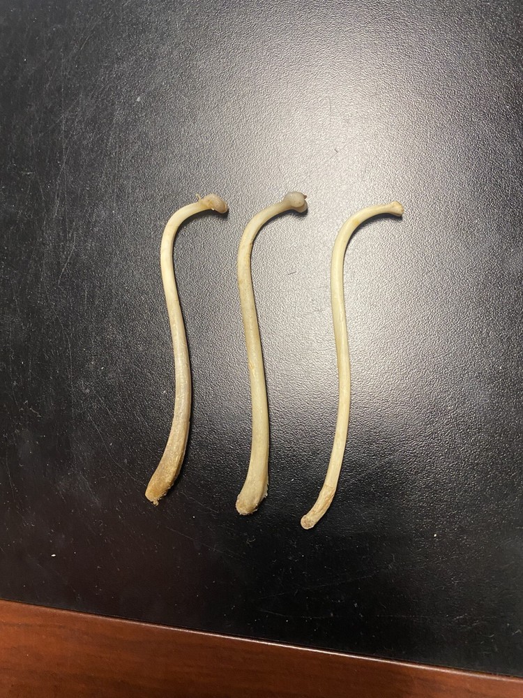 COON DICK for 1 Raccoon Baculum REAL Authentic Tooth Pick /Moonshine