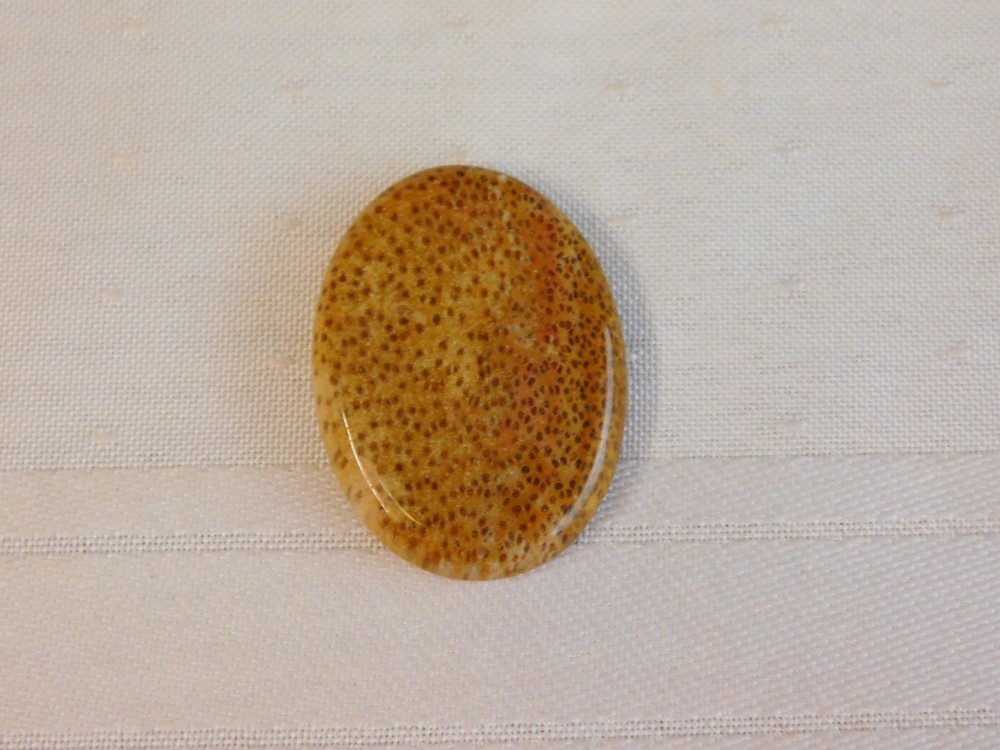 Fossil Palm Wood Cabochon