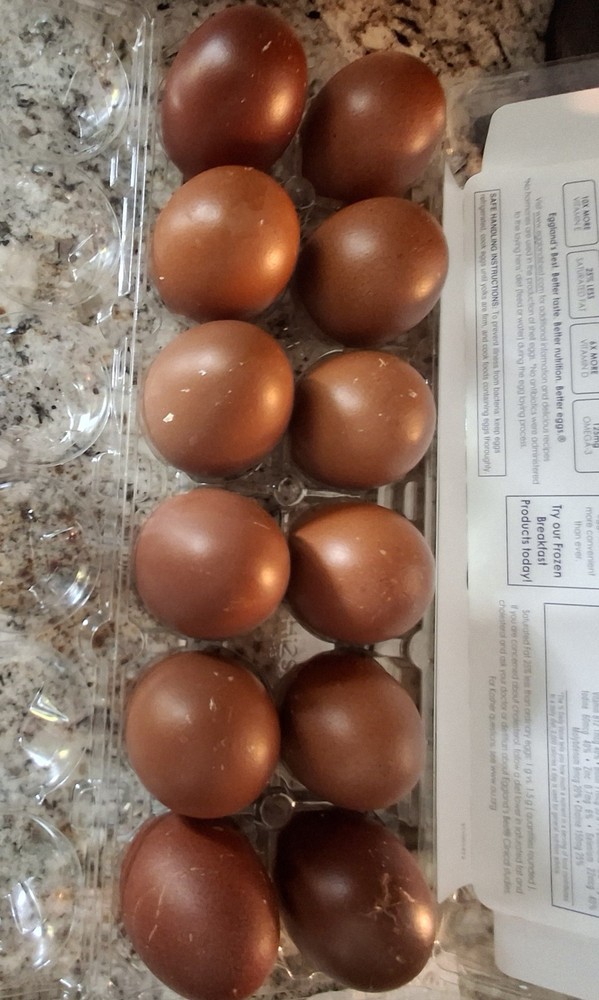 10+2 Black Copper Maran Hatching Eggs