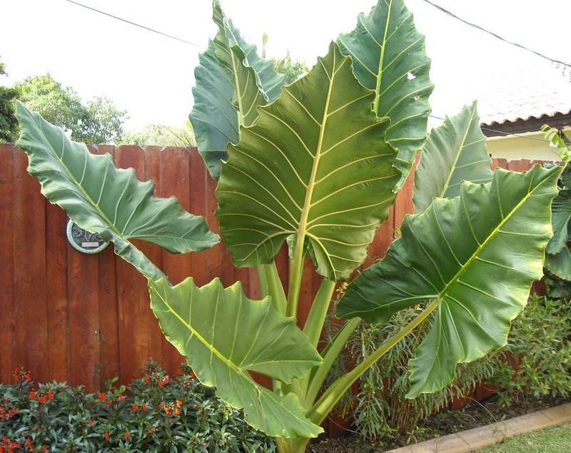 6 Red hot Poker Plant Bareroots