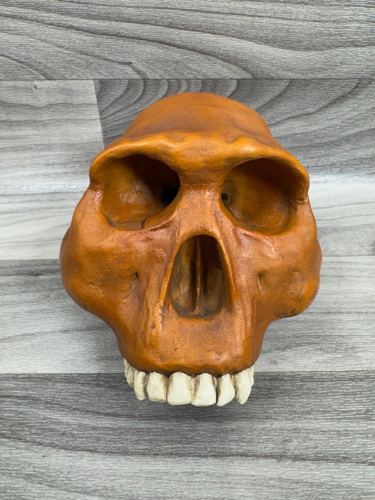 PREHISTORIC CERAMIC SKULLS LOT - NEANDERTHAL CRANIUM HEAD