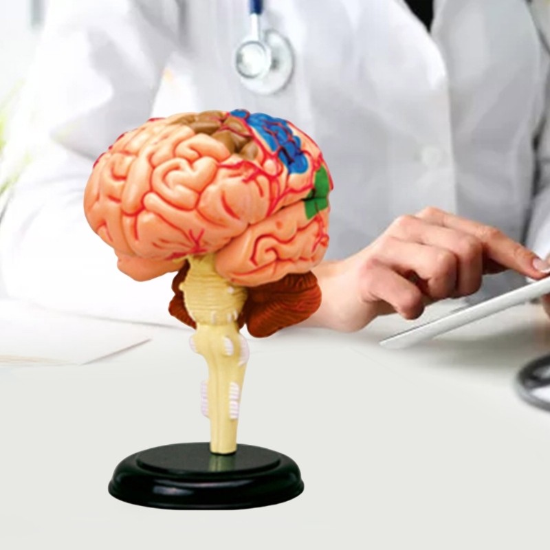 Brain Display Teaching Medical Model Organs Model for Science Classroom Study