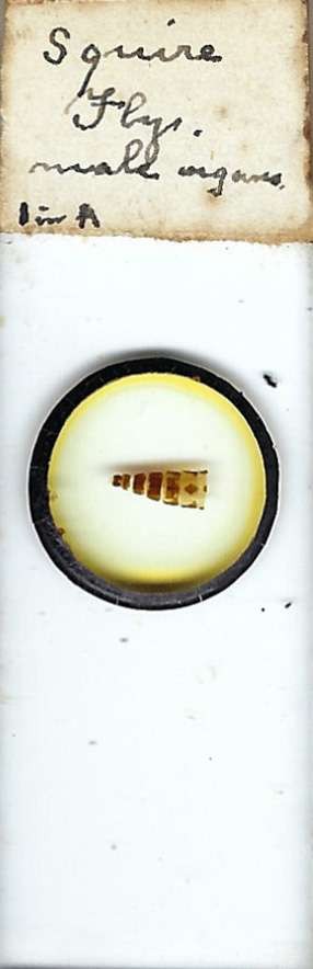 Squire Fly Male Organs Microscope Slide