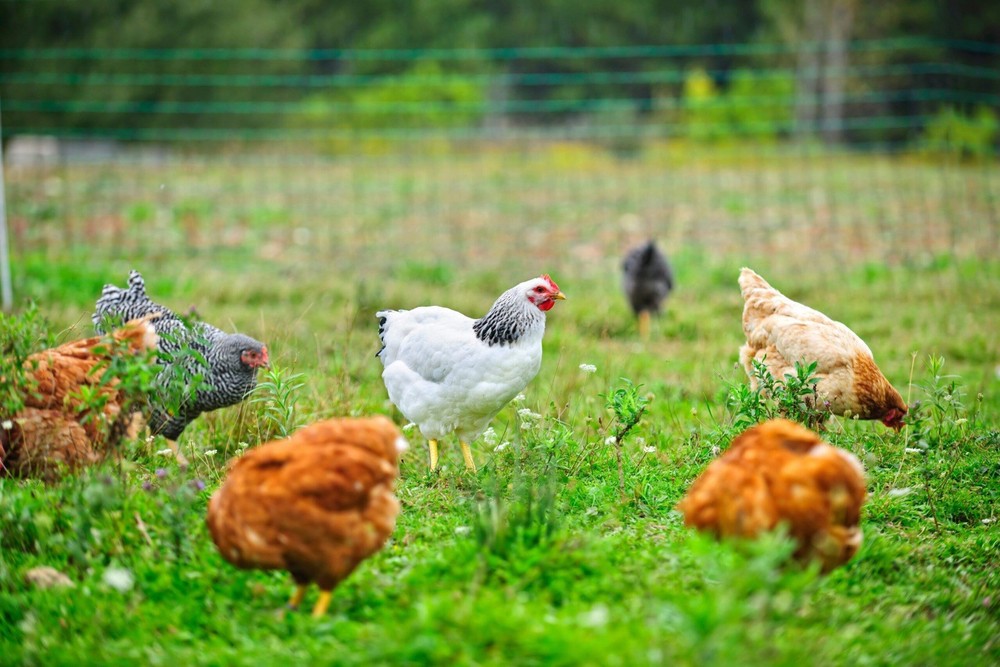 Poultry Antibiotic
