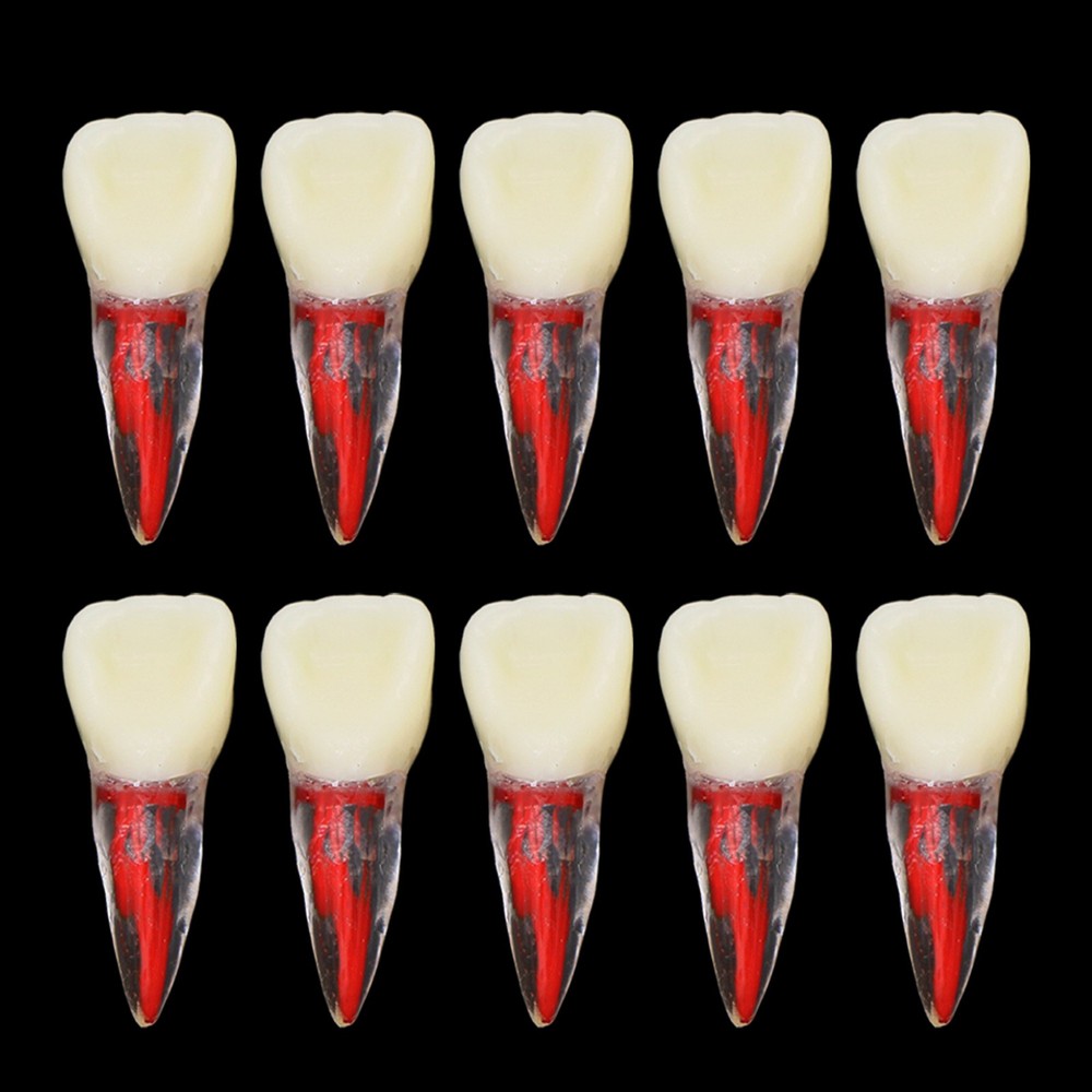 Dental Root Canal Teeth Study Model M8007 Endodontic Rotary Files Practice Block