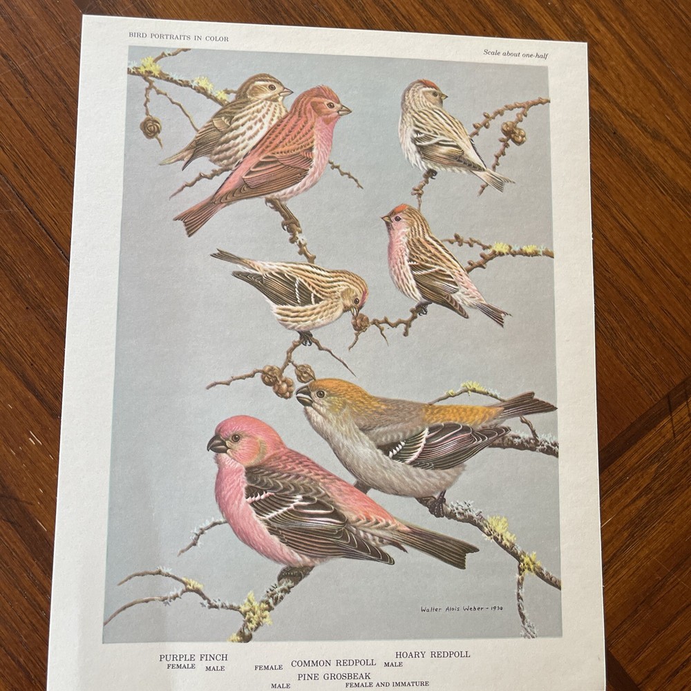 Vintage Bird Prints Suitable For Framing & Gift Giving