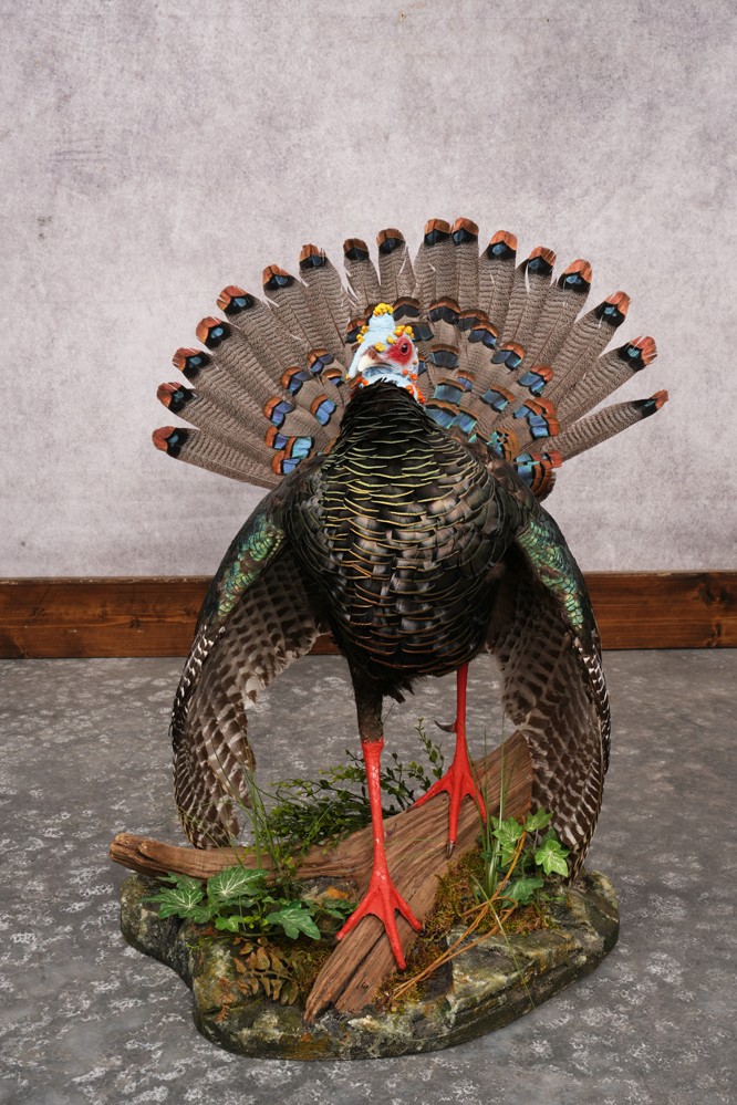 Ocellated Turkey SKU 3206