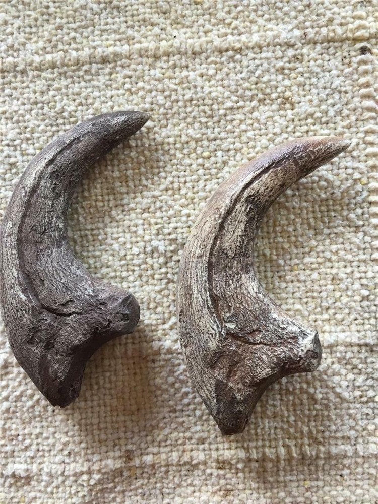 HUGE Deinonychus velociraptor claw replica 7" REPLICA