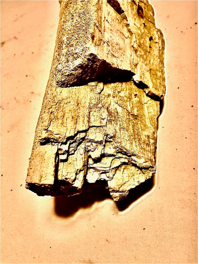 Petrified Wood Nice Large Kansas Example