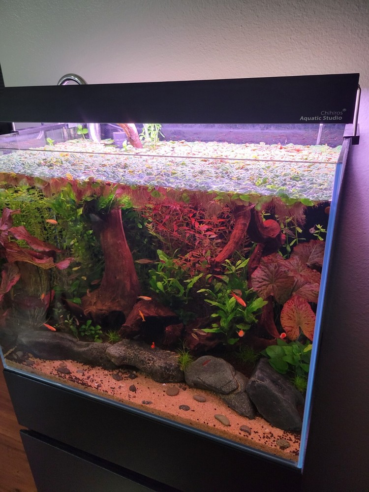 Red Root Floater (Phyllanthus Fluitans) - 5 Pack