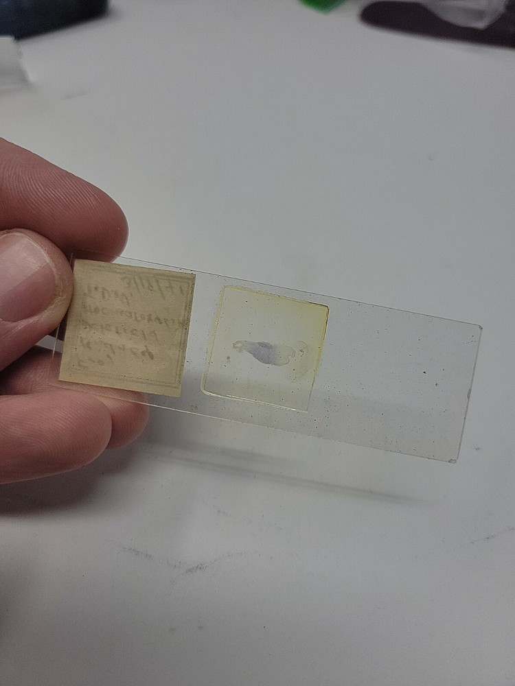 Vintage Microscope Slide 1941