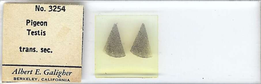 Pigeon Testis Microscope Slide by Albert E. Galigher