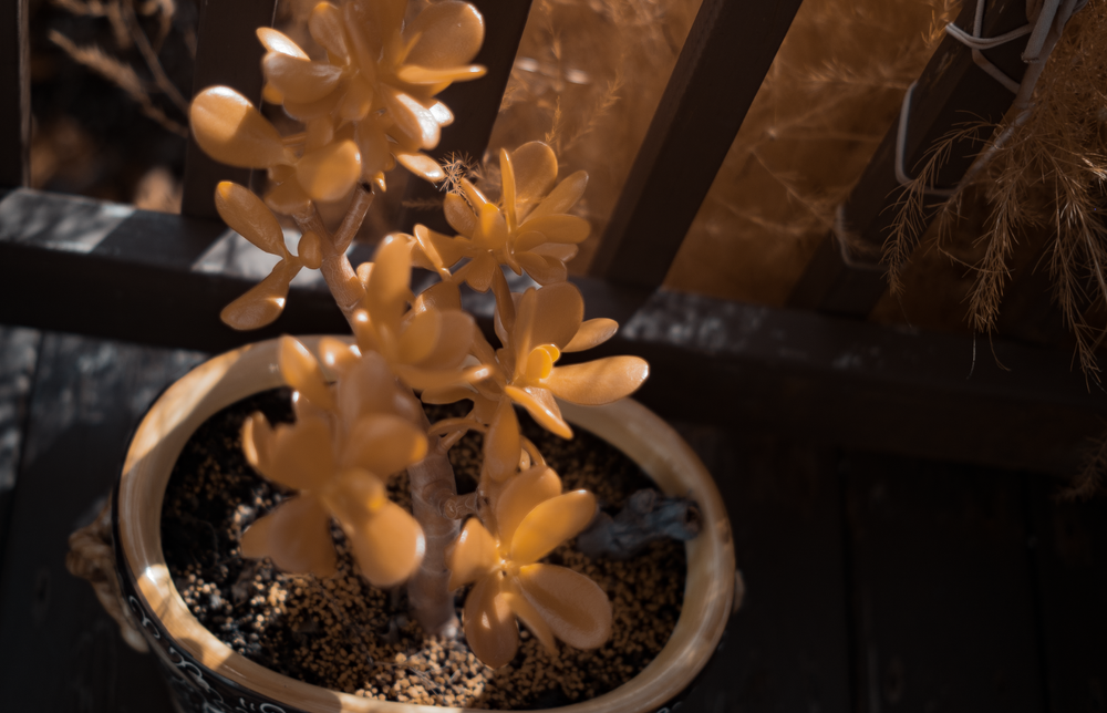 Aerochrome Filter - VisionArchitectOptics - All Sizes - IR Infrared filter EIR