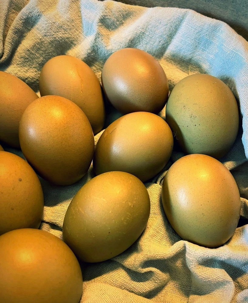 18 Olive Egger Hatching Eggs