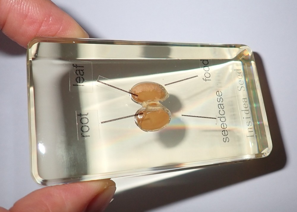4 Labelled Parts Soy Bean Specimen Inside A Seed Set Amber Clear Learning Aid