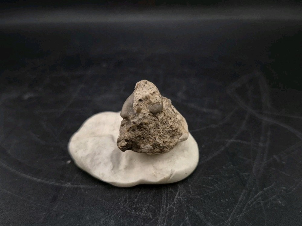 Real Fossil Dinosaur Egg Embro Permineralized Uv Reactive