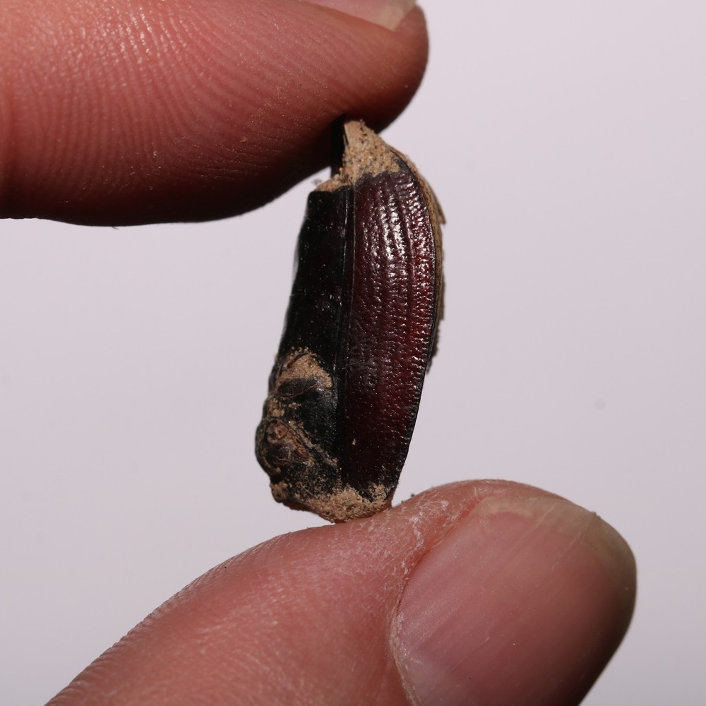 Beetle Shell Shed - Hell Creek Formation Cretaceous Beautiful Specimen