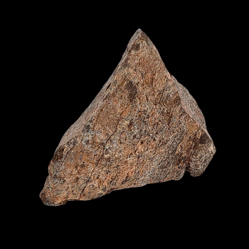 Jurassic Dinosaur Fossil Bone from Morrison Formation Includes Display