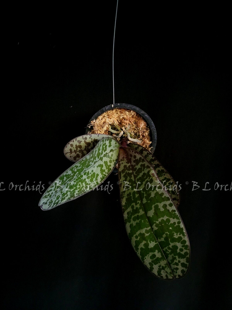 Phalaenopsis schileriana (Fragrant)