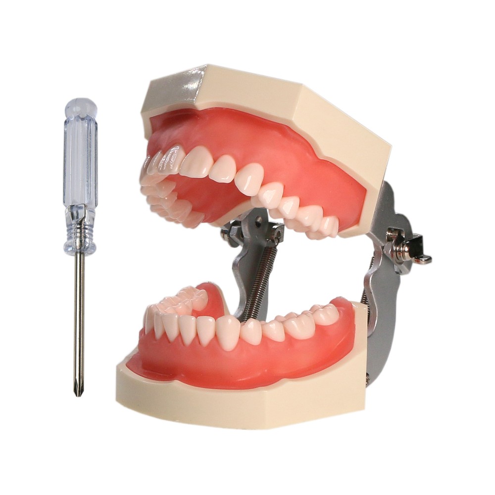 32pcs Removable Dental Typodont Columbia 860 Type Teeth Exam Restorative Model