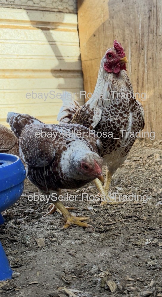 Red white Laced Cornish Bantam Hatching Eggs 10 Pcs