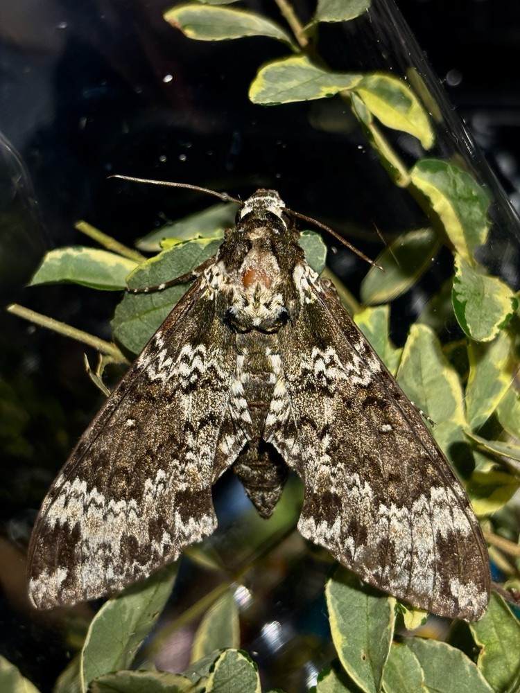👒 RUSTIC SPHINX MOTH - Beautiful~Largest Sphinx~Specimen~UNMOUNTED~ Entomology