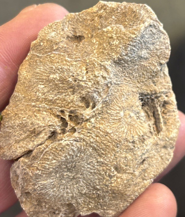 Petrified Coral End Polished