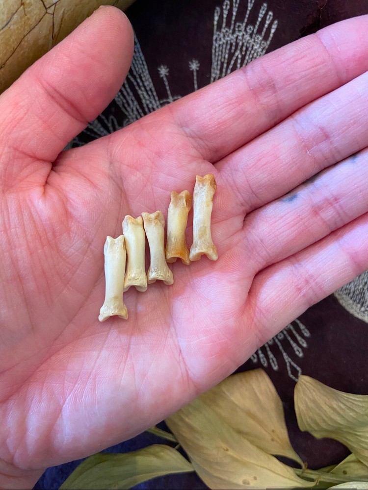 Bobcat Knuckle Bones, Osteomancy, Divination, Bone Throwing