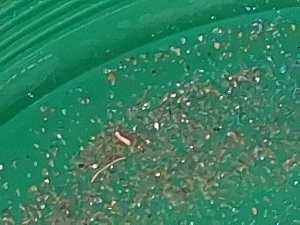 Paydirt 1 Lbs